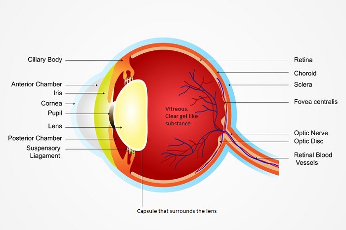 Posterior capsule rupture-anatomy of the eye