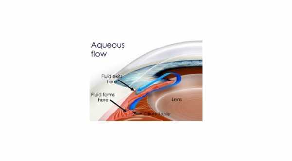 How to Protect your Eyesight from Glaucoma. Aqueous Humor flow inside the eye